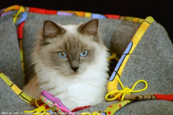 Photo de Ragdoll