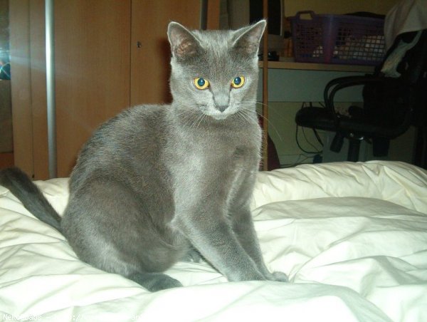 Photo de Chartreux