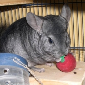 Photo de Chinchilla