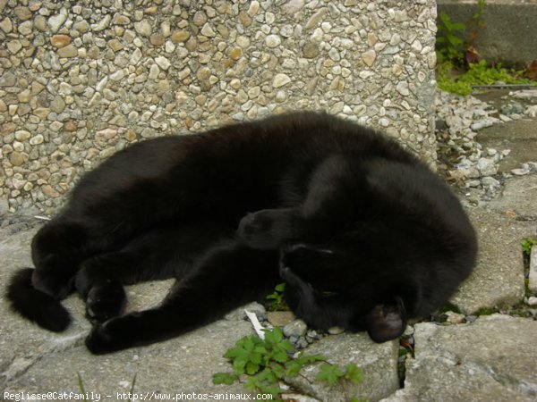 Photo de Chat domestique