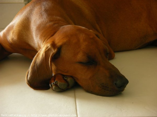 Photo de Rhodesian ridgeback