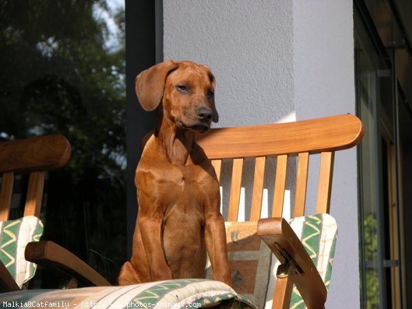 Photo de Rhodesian ridgeback