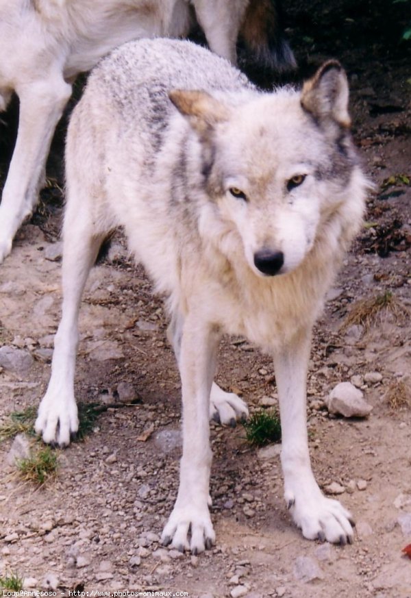 Photo de Loup