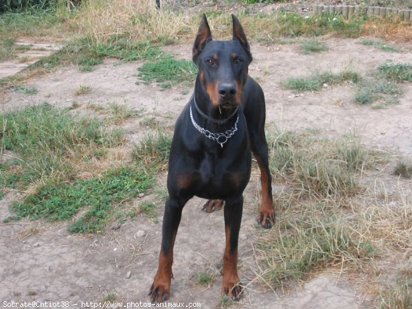 Photo de Dobermann