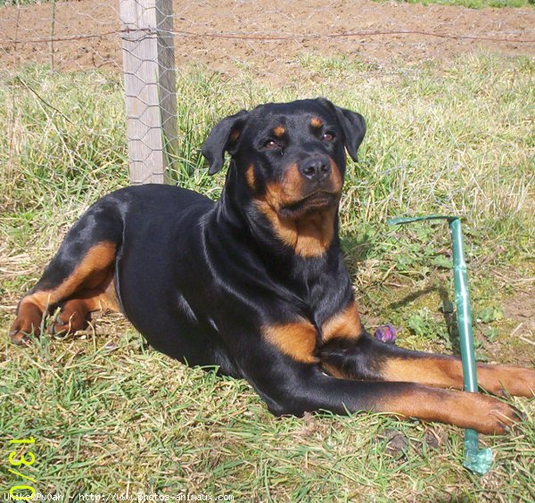 Photo de Rottweiler