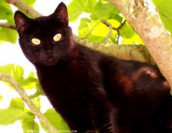 Photo de Chat domestique