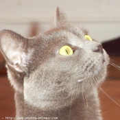 Photo de Chartreux