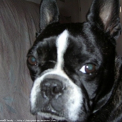 Photo de Boston terrier