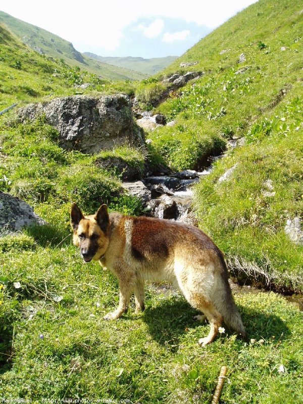 Photo de Berger allemand  poil court