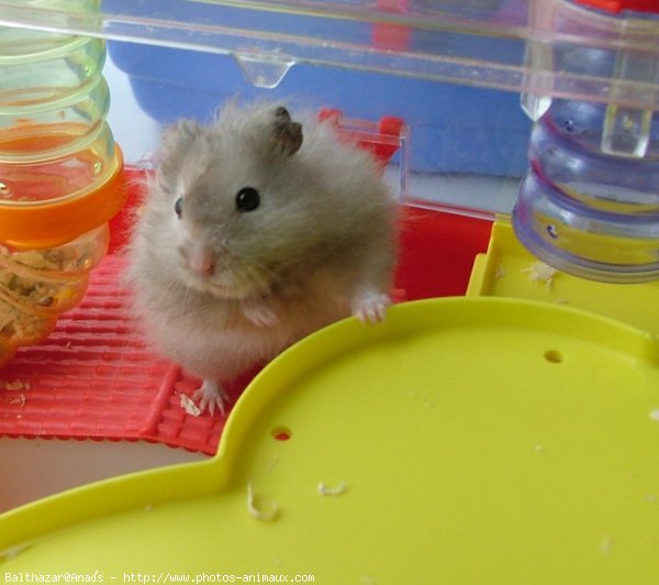 Photo de Hamster