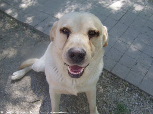 Photo de Labrador retriever