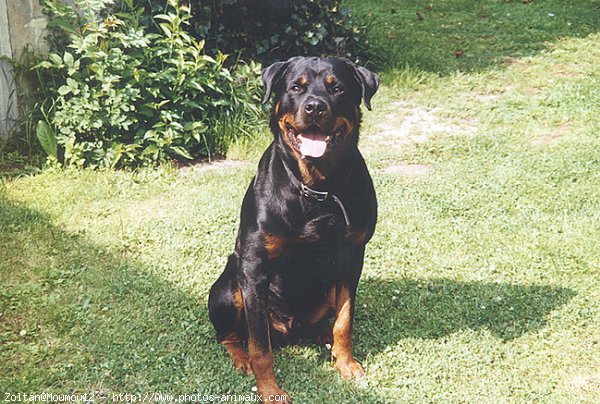 Photo de Rottweiler