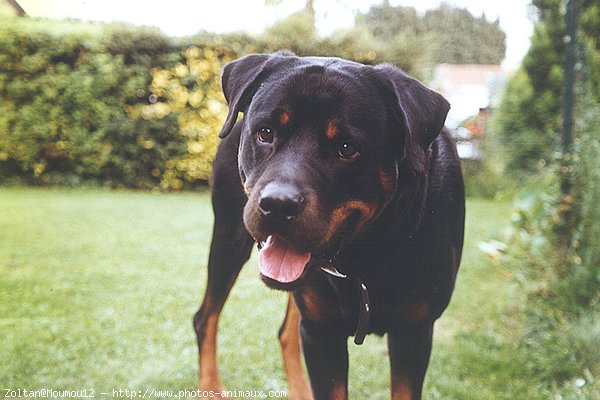 Photo de Rottweiler