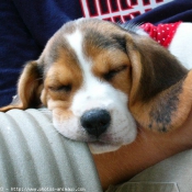 Photo de Beagle