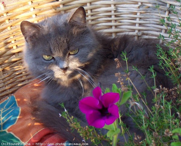 Photo de Chat domestique