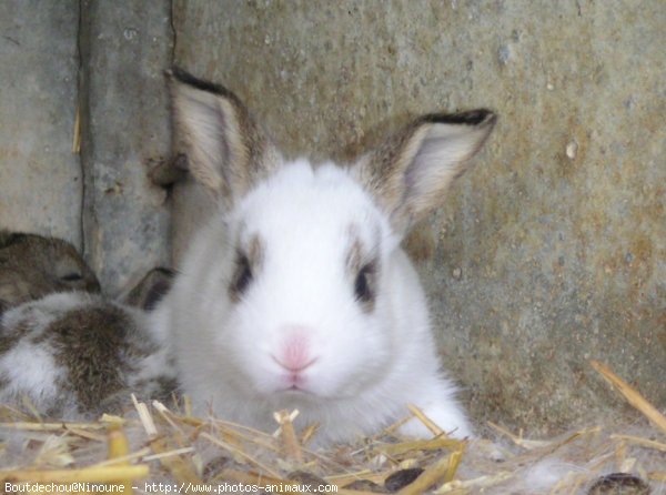 Photo de Lapin