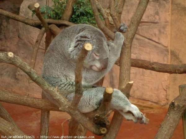 Photo de Koala