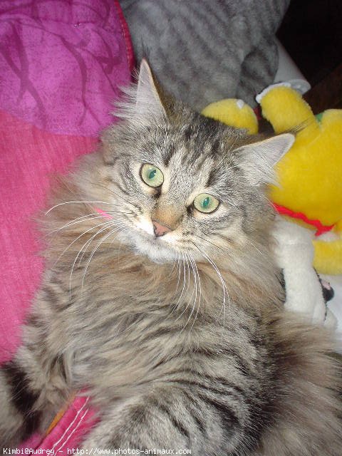 Photo de Maine coon