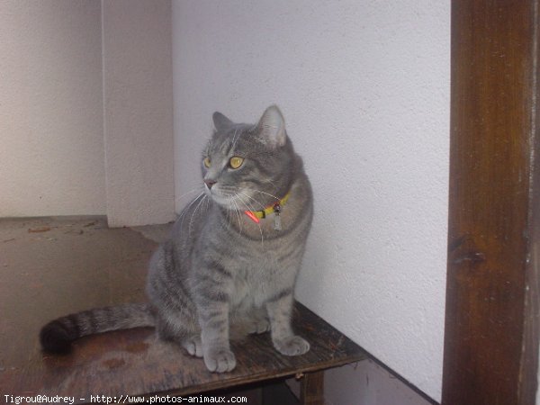 Photo de Chartreux