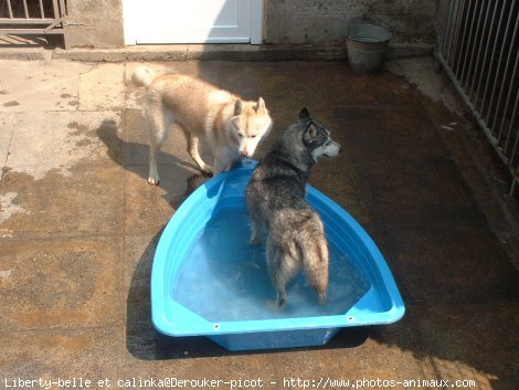 Photo de Husky siberien