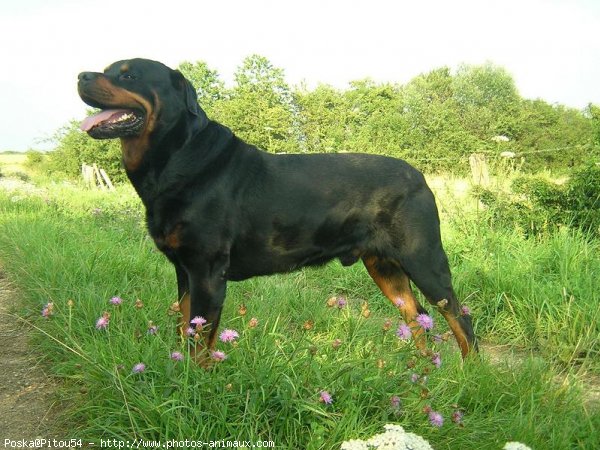 Photo de Rottweiler