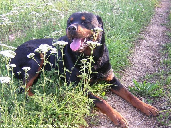 Photo de Rottweiler