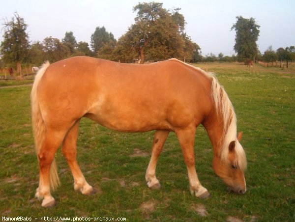 Photo de Haflinger