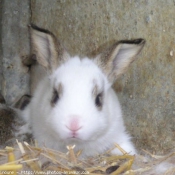 Photo de Lapin