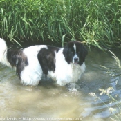 Photo de Landseer (type continental europen)