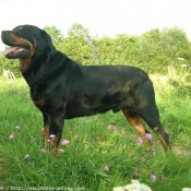 Photo de Rottweiler