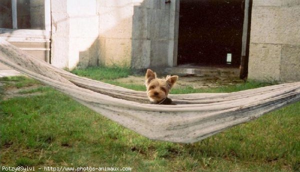 Photo de Yorkshire terrier