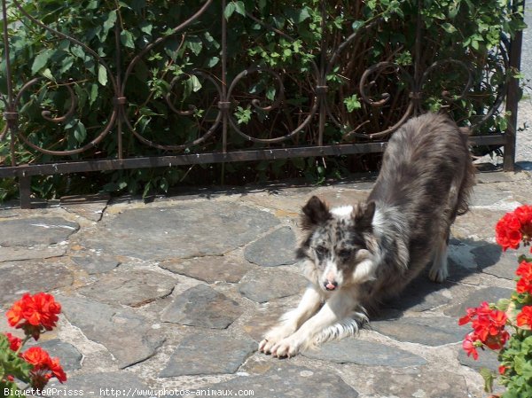 Photo de Border collie