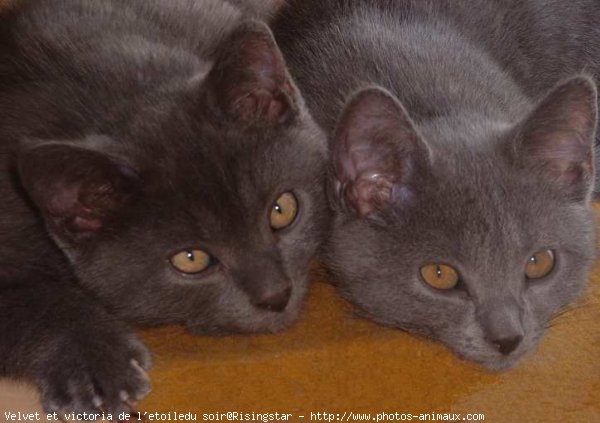 Photo de Chartreux