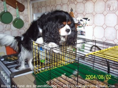 Photo de Cavalier king charles spaniel