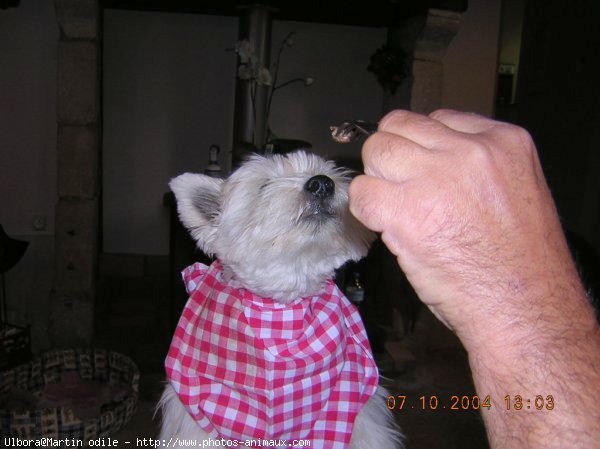 Photo de West highland white terrier