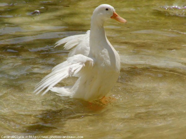 Photo de Canard