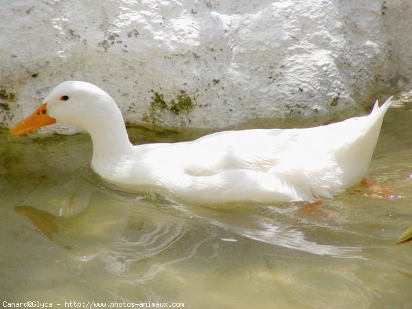 Photo de Canard