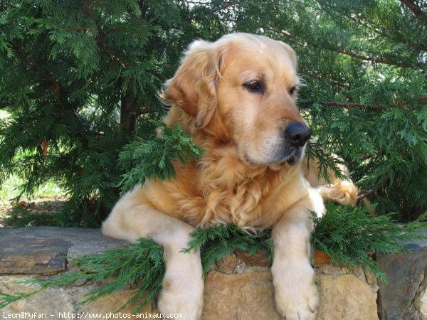 Photo de Golden retriever