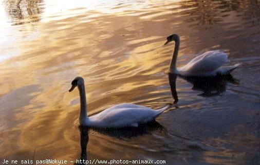 Photo de Cygne