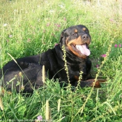 Photo de Rottweiler