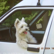 Photo de West highland white terrier