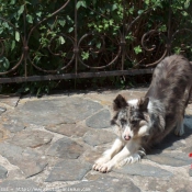 Photo de Border collie