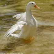 Photo de Canard