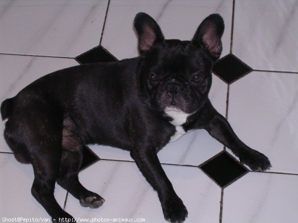 Photo de Bouledogue franais