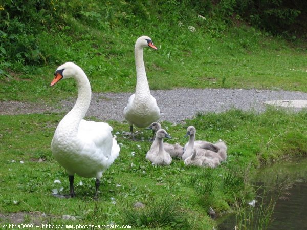 Photo de Cygne