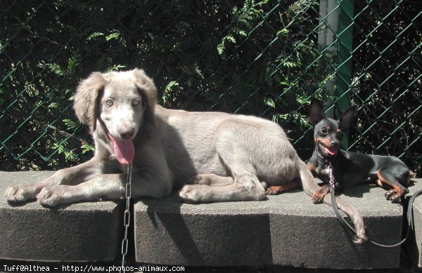 Photo de Pinscher nain