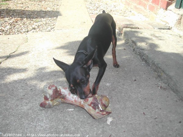 Photo de Pinscher nain