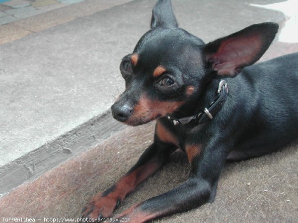 Photo de Pinscher nain