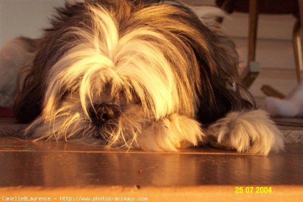 Photo de Shih tzu