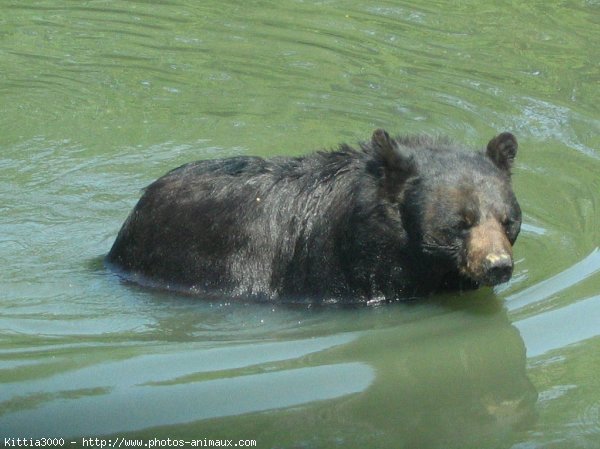 Photo d'Ours